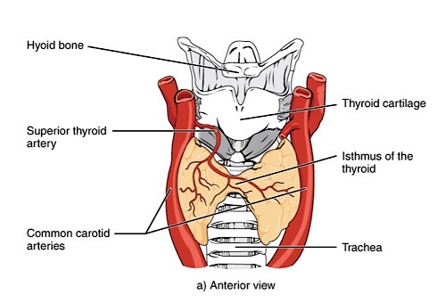 File:ThyroidAnterior.jpg
