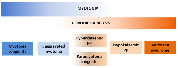 File:Mytonia Paralysis Channelopathies.png