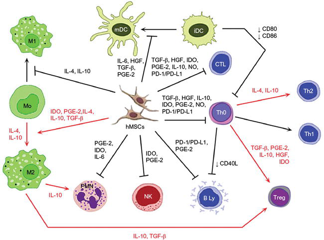 File:Mesenchymal-stem-cell-effects.png