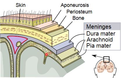 File:Meninges of the central nervous parts.JPG