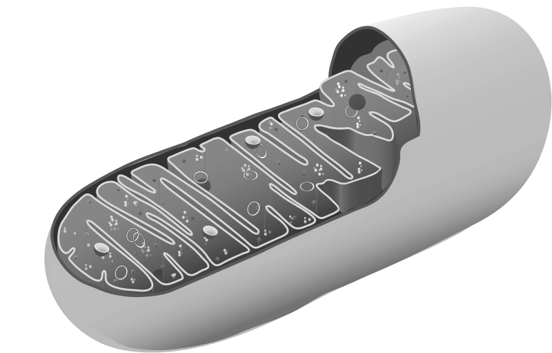File:Mitochondria-light.png