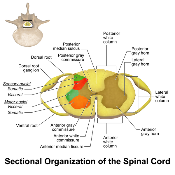 File:Spinal Cord Sectional Anatomy.png