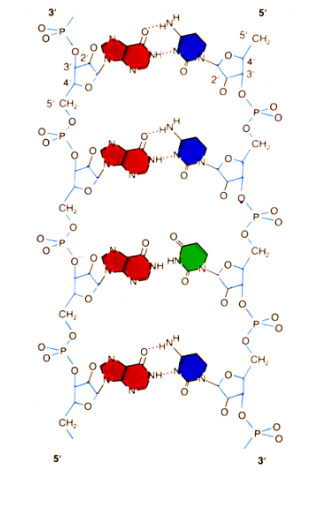 File:Ampligen chemical structure.png