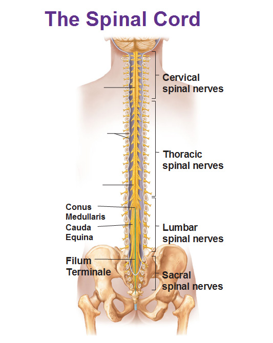 Source: Antranik - CNS - Spinal Cord