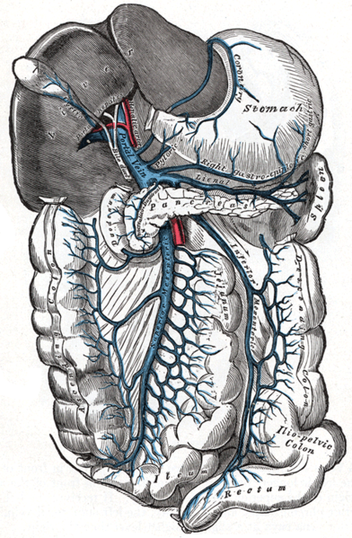 File:Digestive tract.png