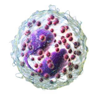 Illustration of eosinophil cell