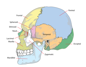 Skull diagram.png