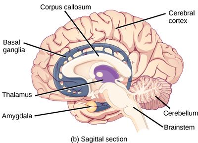 Diagram of brain showing Corpus callosum, cerebral cortex, cerebellum, brainsteam, amydala, thalamus, basal ganglia