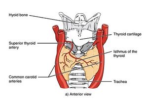 Thyroid gland labeled