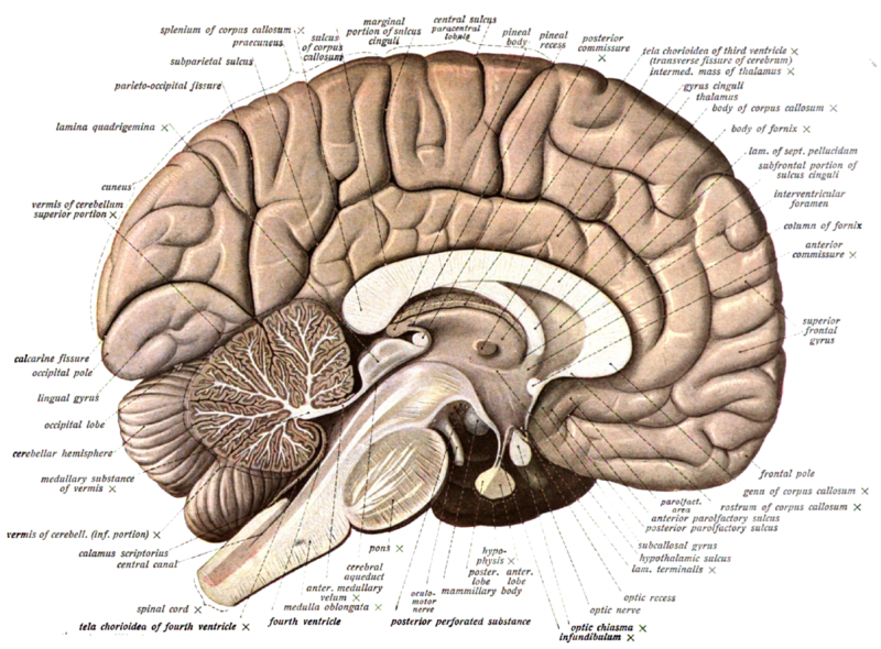 File:Brain diagram cerebral cortex.png