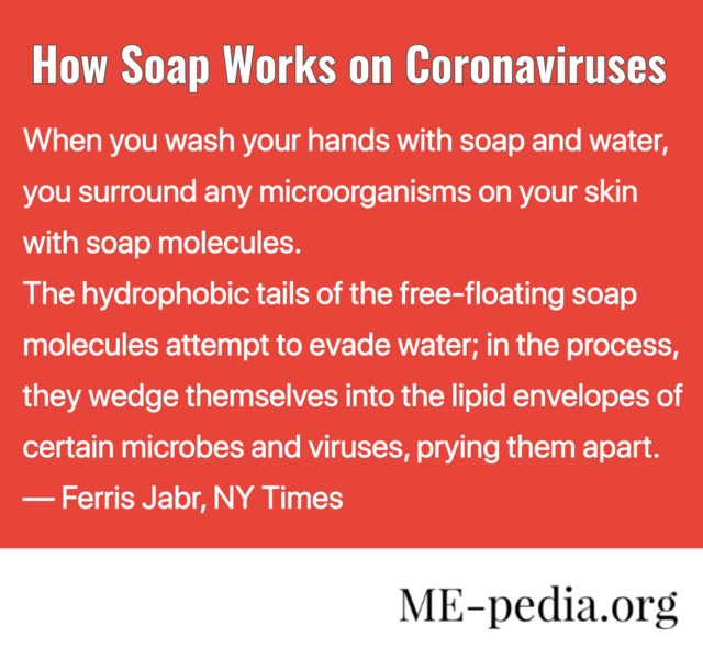 File:How soap works coronaviruses.png