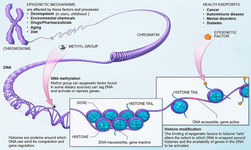 File:Epigenetics.jpg