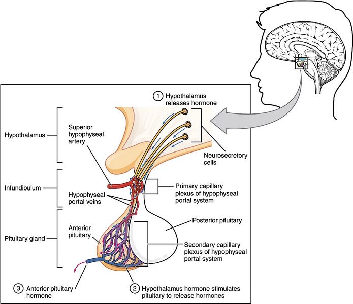 File:Pituitary-anterior.jpg