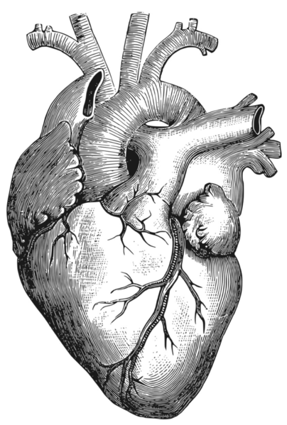 File:Heart-white.png