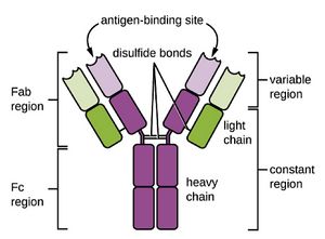 IgG-antibody.jpg