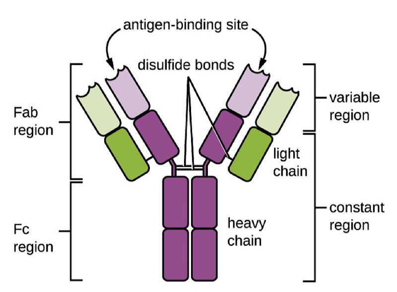 File:IgG-antibody.jpg