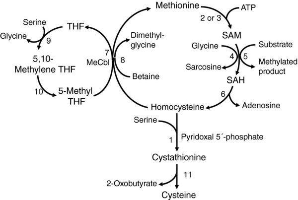 Methionine Mepedia