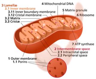 Mitochondrion.png
