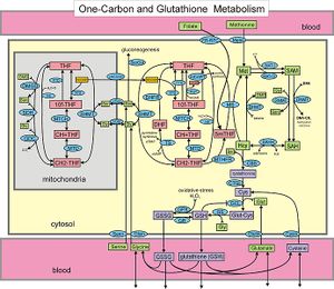 One-carbon metabolism and the transsulfuration pathway.jpg