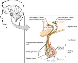 Pituitary-posterior.jpg