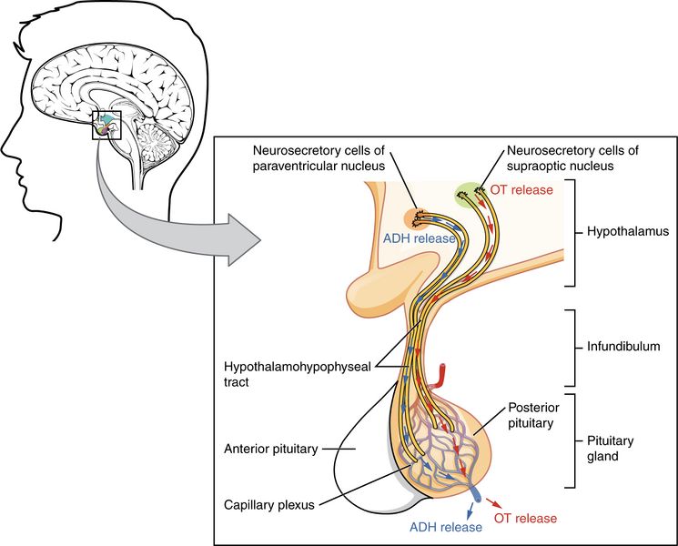 File:Pituitary-posterior.jpg