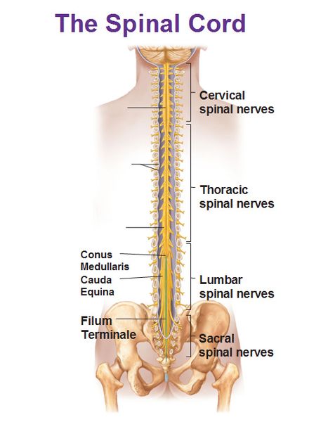 File:Spinal-cord-conus-medullaris-cauda-equina-filum-terminale-sacral-lumbar-thoracic-cervical-spinal-nerves.jpg