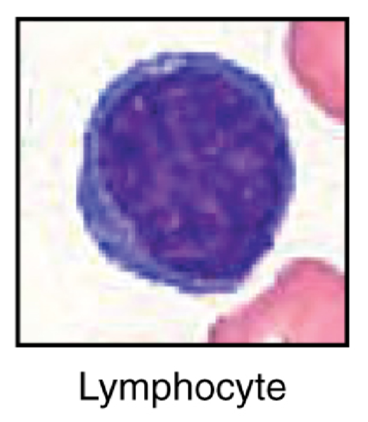 File:Lymphocyte.png