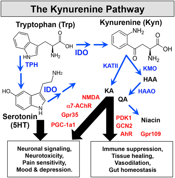 File:Kynurenine pathway.jpg