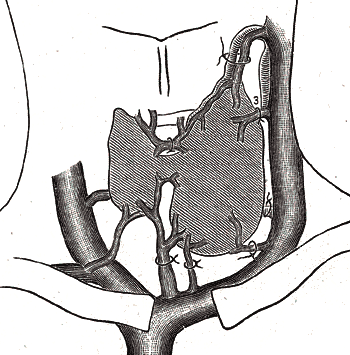 File:Thyroid-gland.png