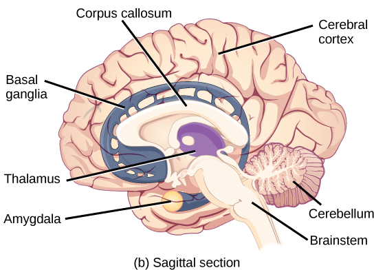 File:Brain diagram CNS.jpg