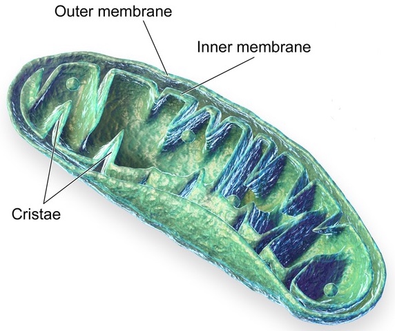 File:Mitochondria-labelled.jpg