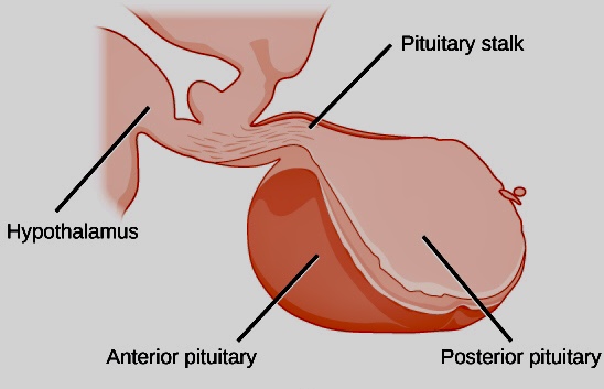 File:Pituitary-gland-lobes.jpg