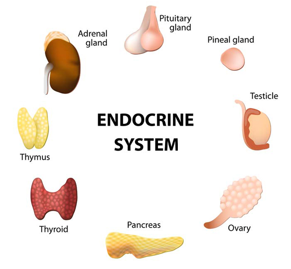 File:Endocrine.jpg