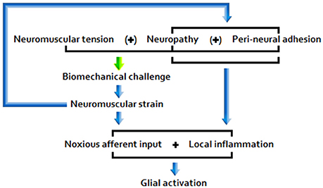 File:Neuroinflammation-pathwayA.jpg