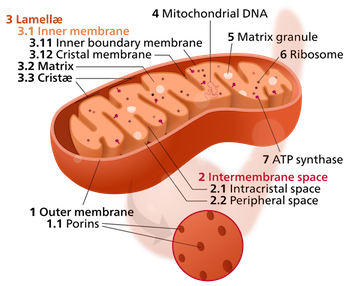 A single mitochondrion, with exterior and interior membranes.