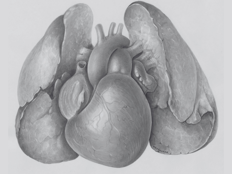 File:Cardiovascular system cover image clean.png