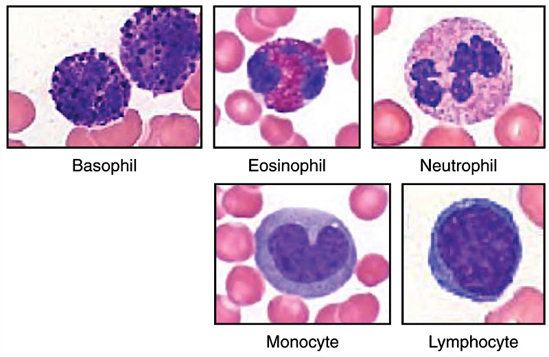File:Leucocyte types.jpg
