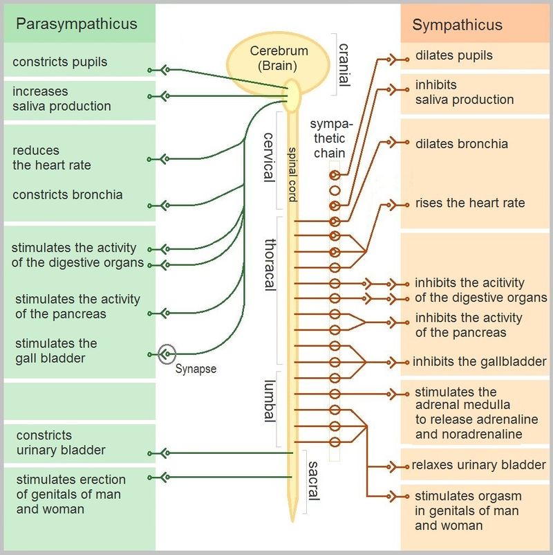 Autonomic Nervous System Mepedia 7596