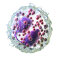 Eosinophil.png