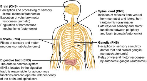 nervous system functions and structures