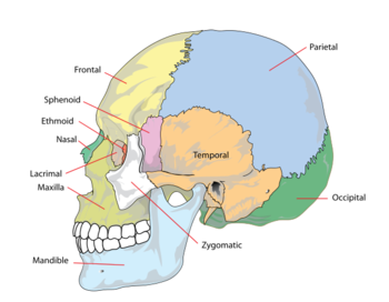 Central sensitization - MEpedia