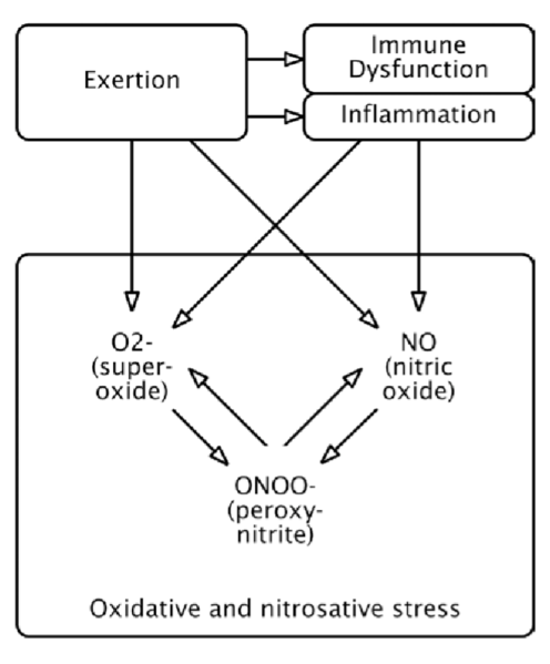 File:ME CFS oxidative and nitrosative stress.png