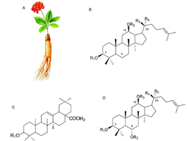 Image of panax ginseng plant, and chemical structures