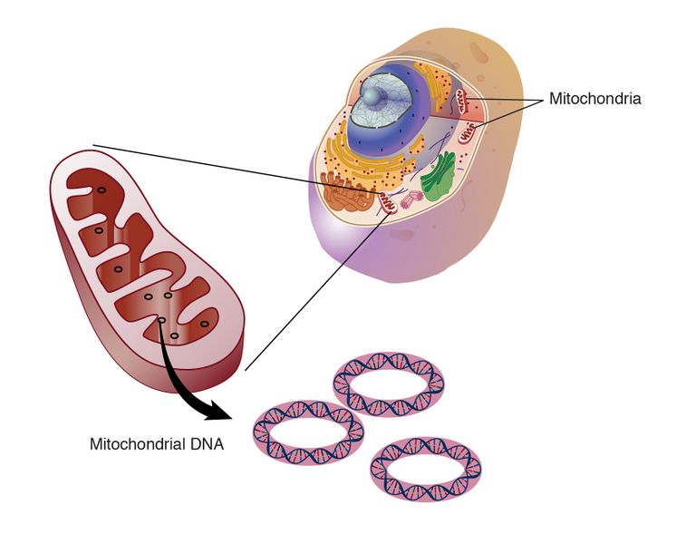 File:Mitochondrial dna.jpg