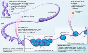 Epigenetics.jpg