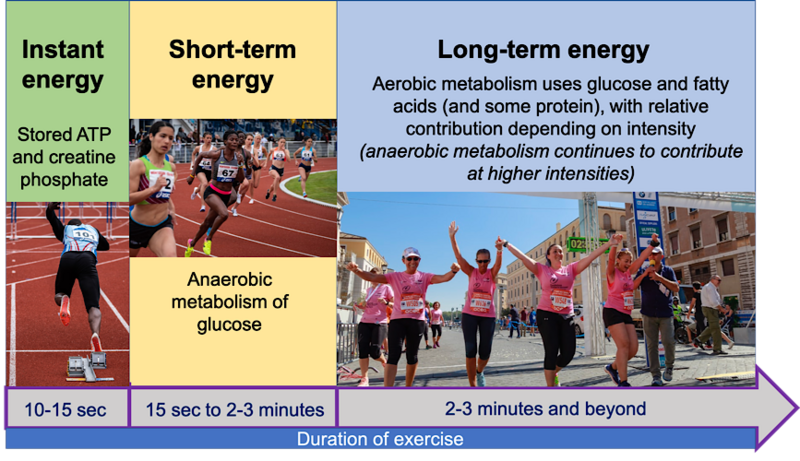 File:Anaerobic-aerobic-exercise-by-time.png