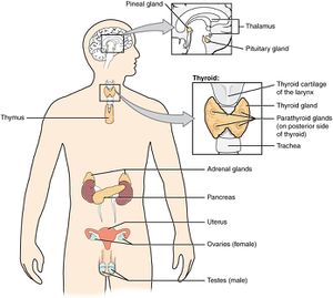 Overview of the Endocrine System.jpg