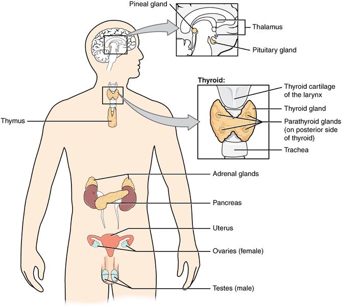 File:Overview of the Endocrine System.jpg