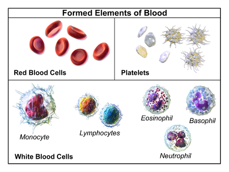 Image shows red blood cells, different types of white blood cells - monocytes, T-cell and B-cell lymphocytes, plus platelets.