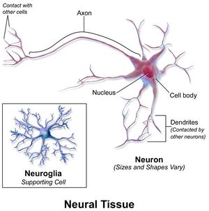 Neural Tissue.JPG